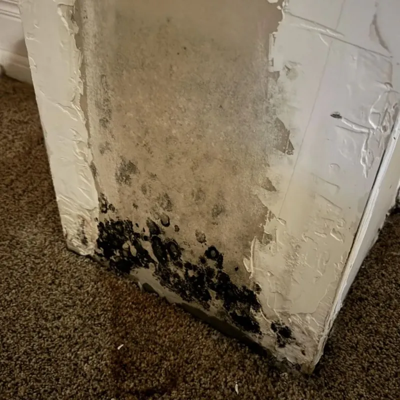 Professional Mold Removal in Harrah, OK